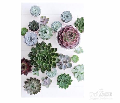 养的多肉老是死怎么办