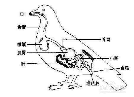 辣从本质上来说，是一种什么感觉