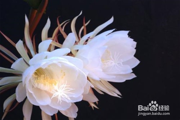 昙花的养殖小贴士