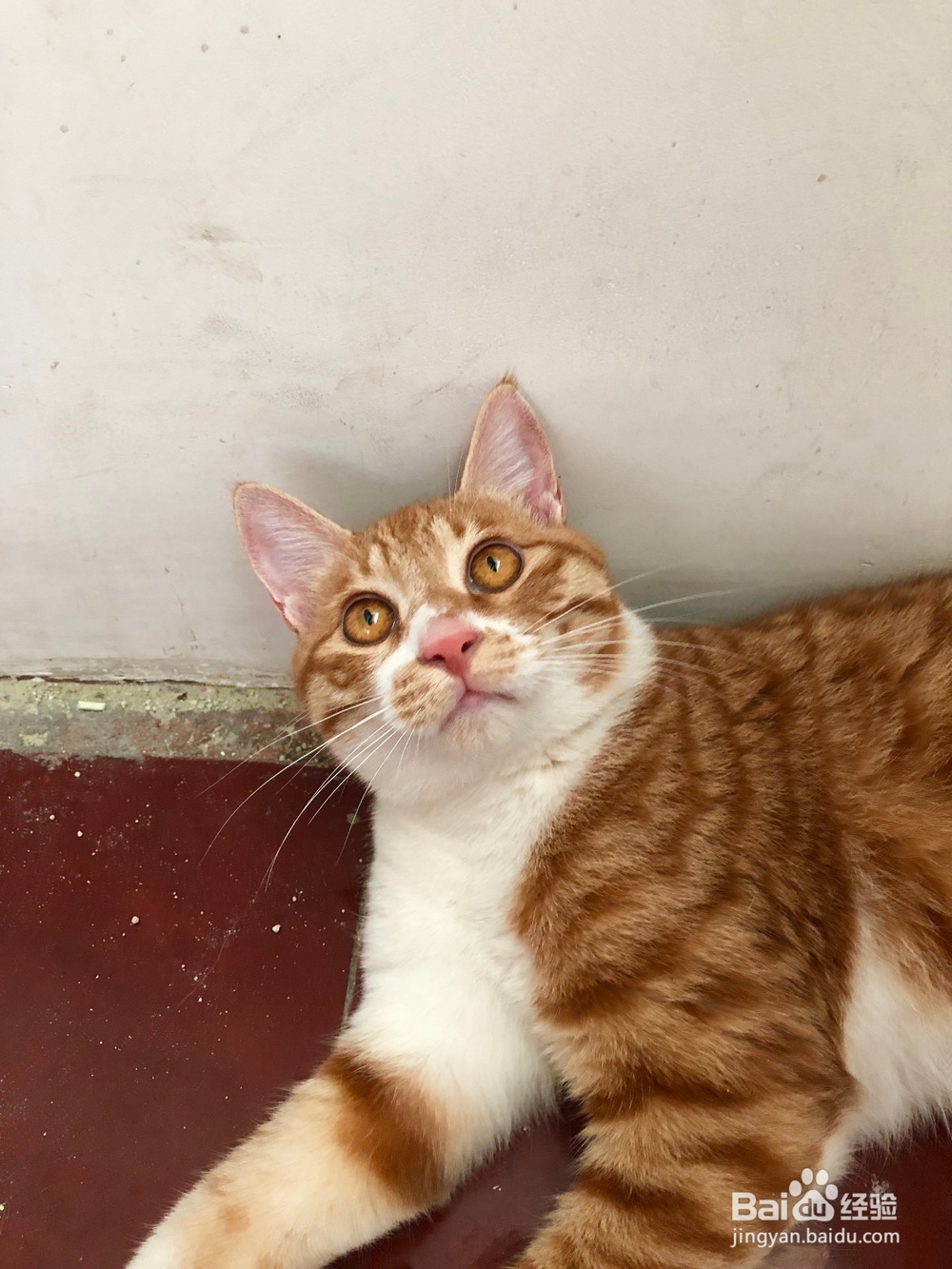 第一次给猫咪洗澡要怎么做？