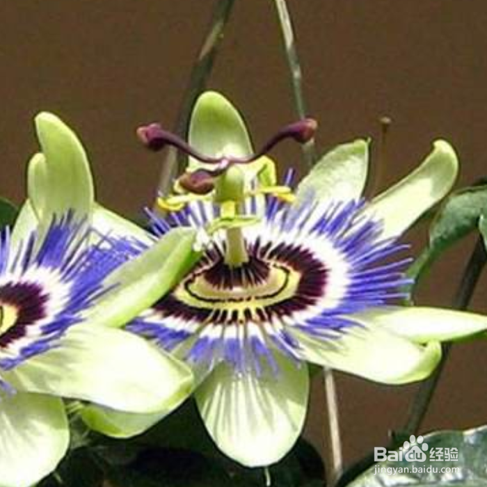 西番莲养殖时需要注意什么？