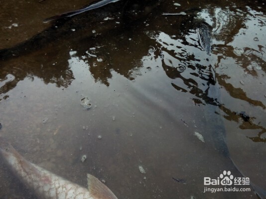 钓鱼去哪儿?水库垂钓