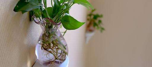 扦插快速生根的简单实用小方法