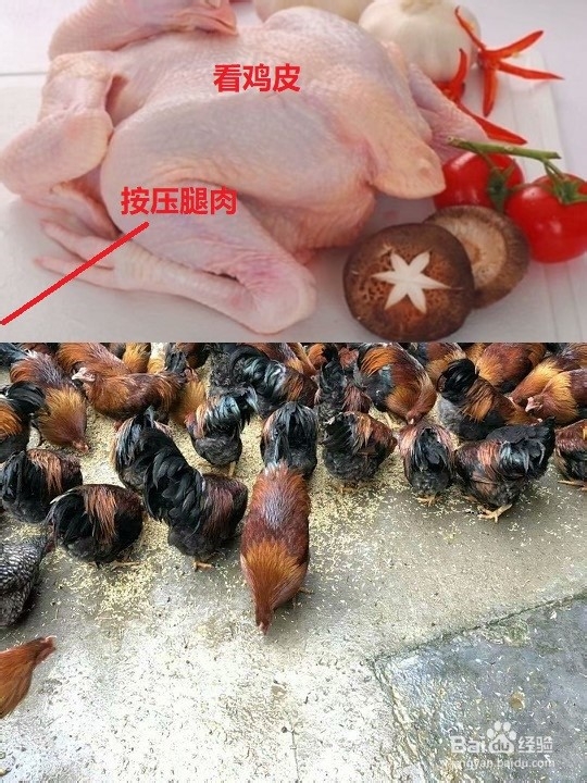 怎样辨别农家土鸡