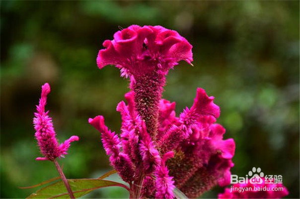 鸡冠花的养殖方法