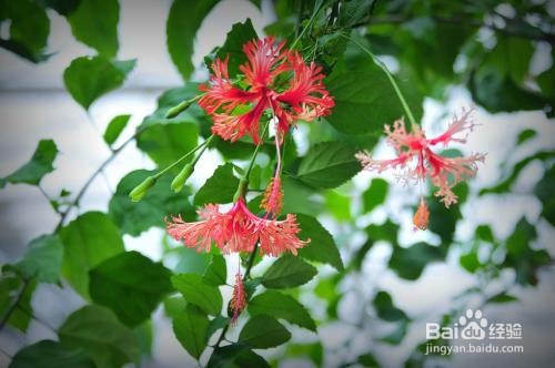 扶桑养殖方法和注意事项