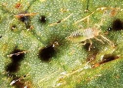 杜鹃花的养殖方法和注意事项有哪些