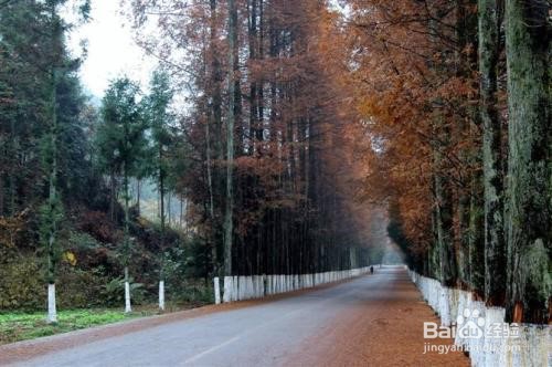 利川红椿旅游攻略