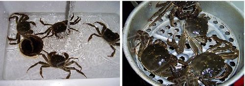 怎样享受美味---清蒸大闸蟹