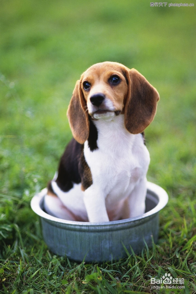 狗狗洗澡的方法与注意事项