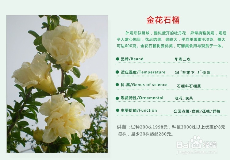 鲜花搭配的色彩学知识