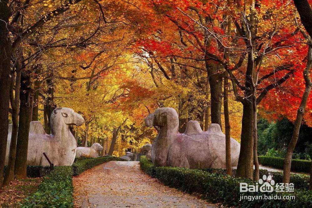 南京秋天旅游攻略