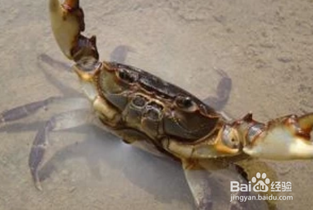 活的大闸蟹怎么存放才不死呢