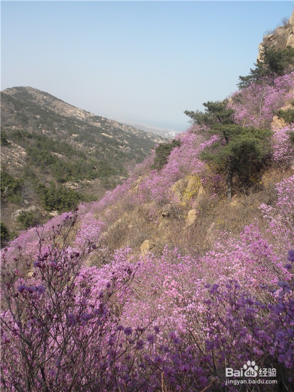 山东到哪儿去爬山？（一）