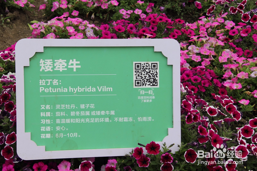 上海旅游攻略之周浦花海