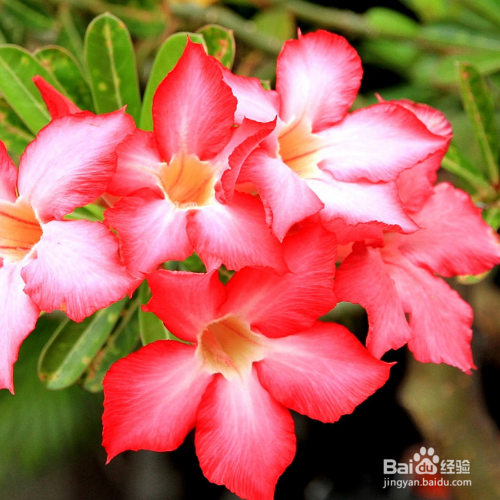 怎么能让沙漠玫瑰经常开花?