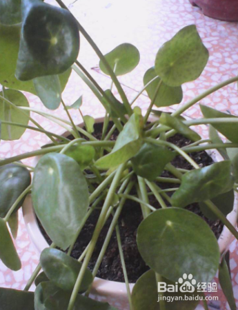 怎么养殖草本植物镜面草？