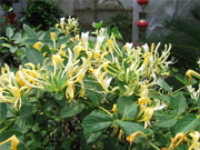 教你几种常用的食物中暗藏美容瘦身玄机