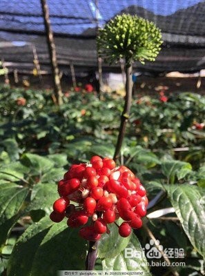 云南三七的吃法及功效