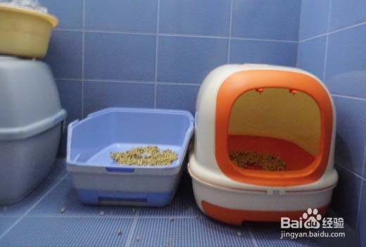 领养猫咪要注意什么