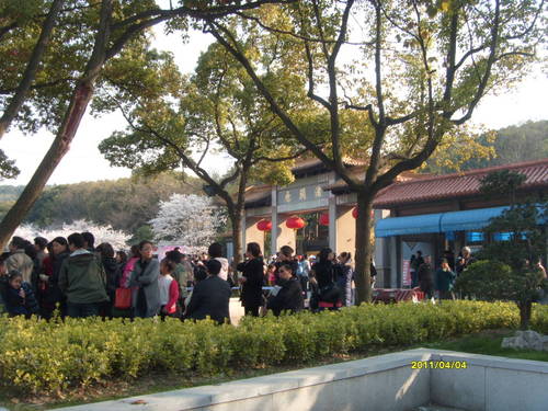 【最美的风景】鼋头渚赏樱花全攻略