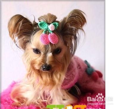 约克夏上厕所怎么训练？