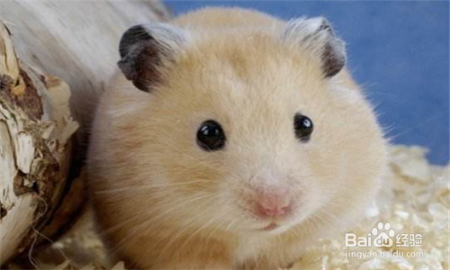 小仓鼠不停打喷嚏怎么办