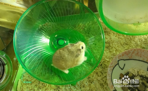 怎样饲养仓鼠---如何挑选小宠玩具及注意事项