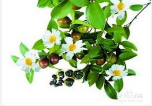 油茶籽油好处多多