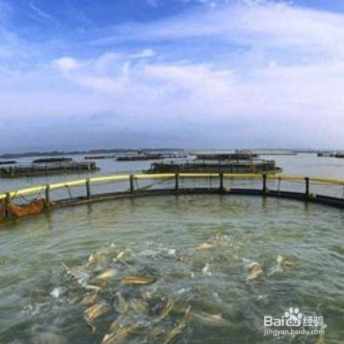 池塘养鱼的方法和技巧