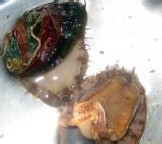 教你做海味珍品