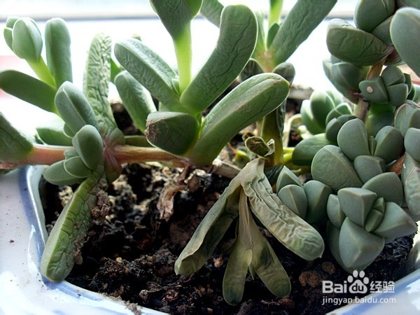 多肉植物叶片发软的原因