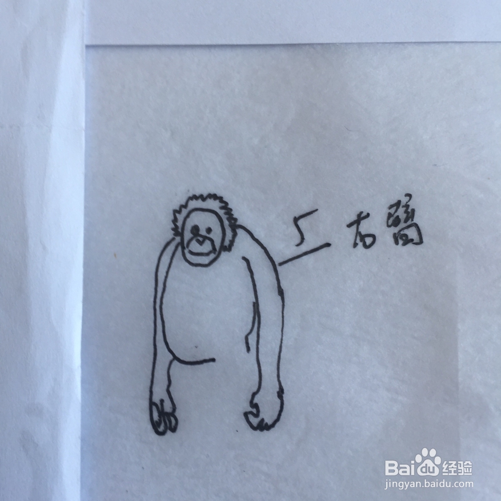 如何画简笔大猩猩