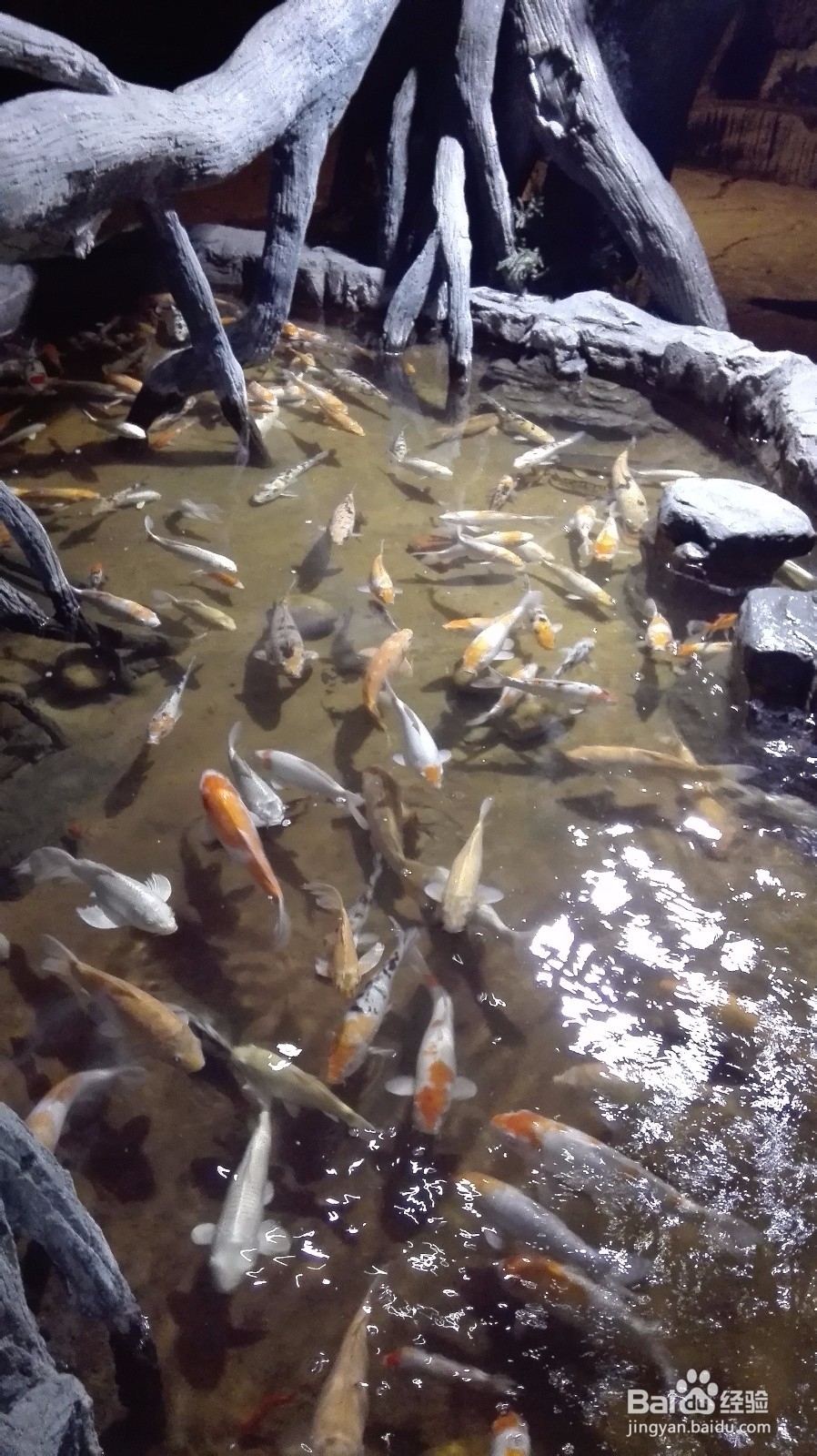 武汉东湖海洋世界