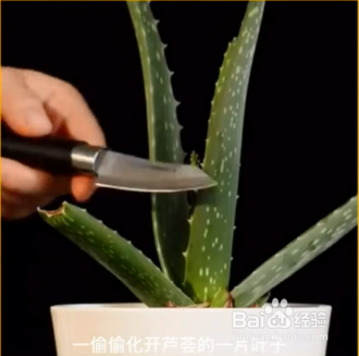 种植的小妙招