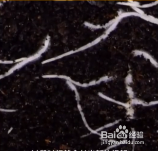 种植的小妙招