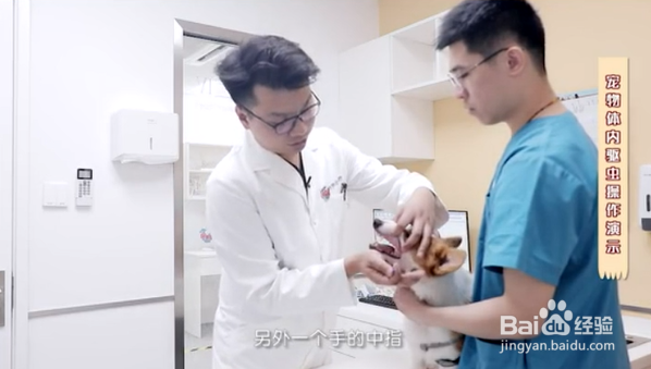 如何给宠物正确的驱虫