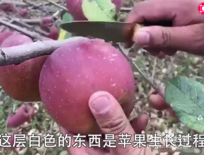 如何挑选苹果才会水分多又甜？