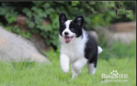 如何少花钱养宠物