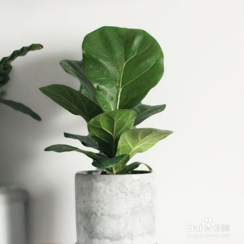 琴叶榕掉叶子怎么办?