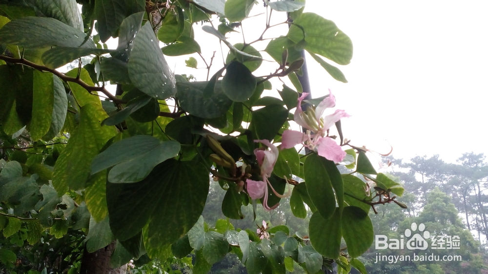 肇庆鼎湖山游记