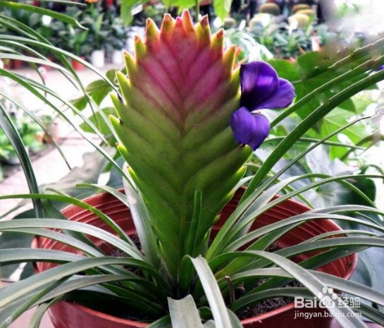 铁兰的养殖方法和注意事项
