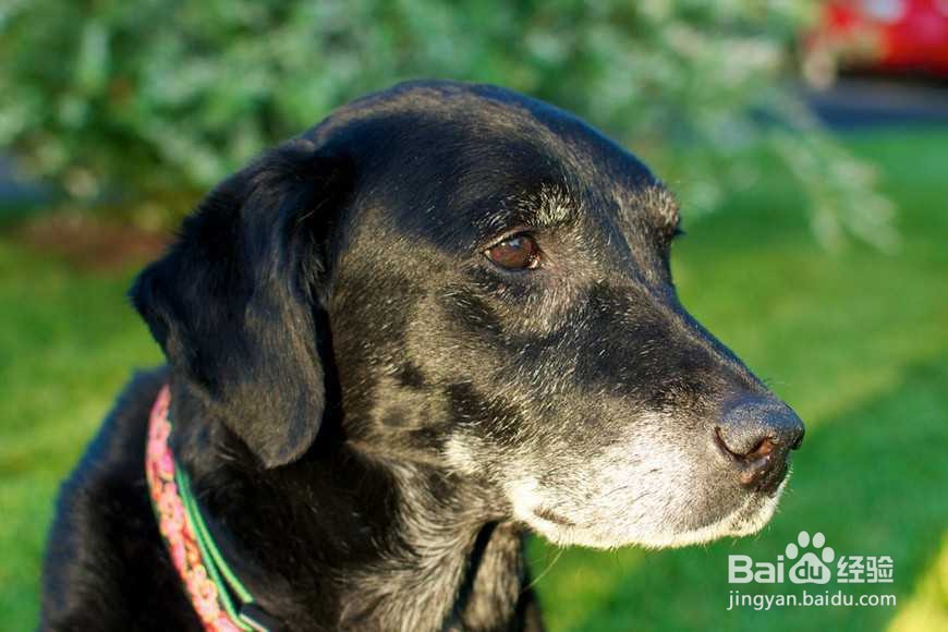 狗的寿命一年相当于人类几岁?