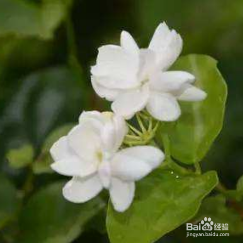 茉莉花怎么过冬