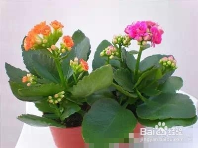 爱好养花,怎么样把花给养护好呢?太全了!赞!