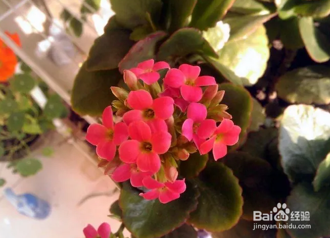 如何养出漂亮的长寿花