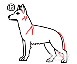 简笔画—如何画一只牧羊犬