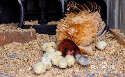 怎么让母鸡抱窝孵小鸡