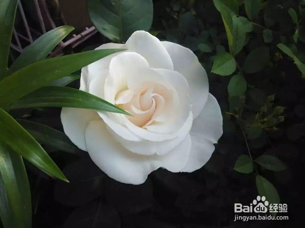 月季花怎么养才能开花更多花期更长?