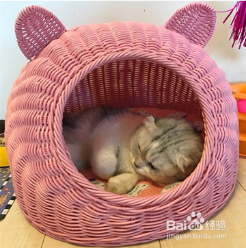 刚出生的猫咪怎么养活